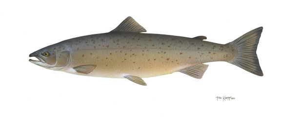 atlantic-salmon-fish